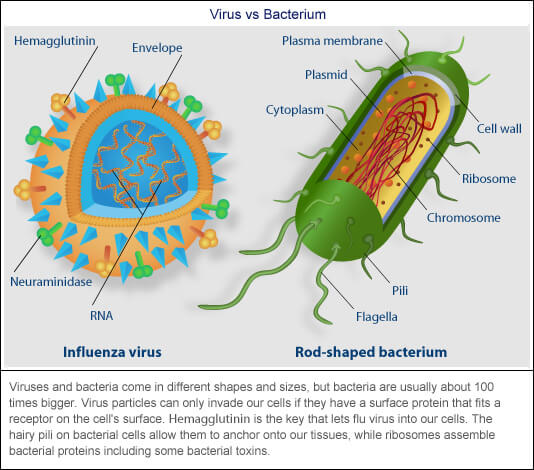 how-do-bacteria-differ-from-a-virus-example